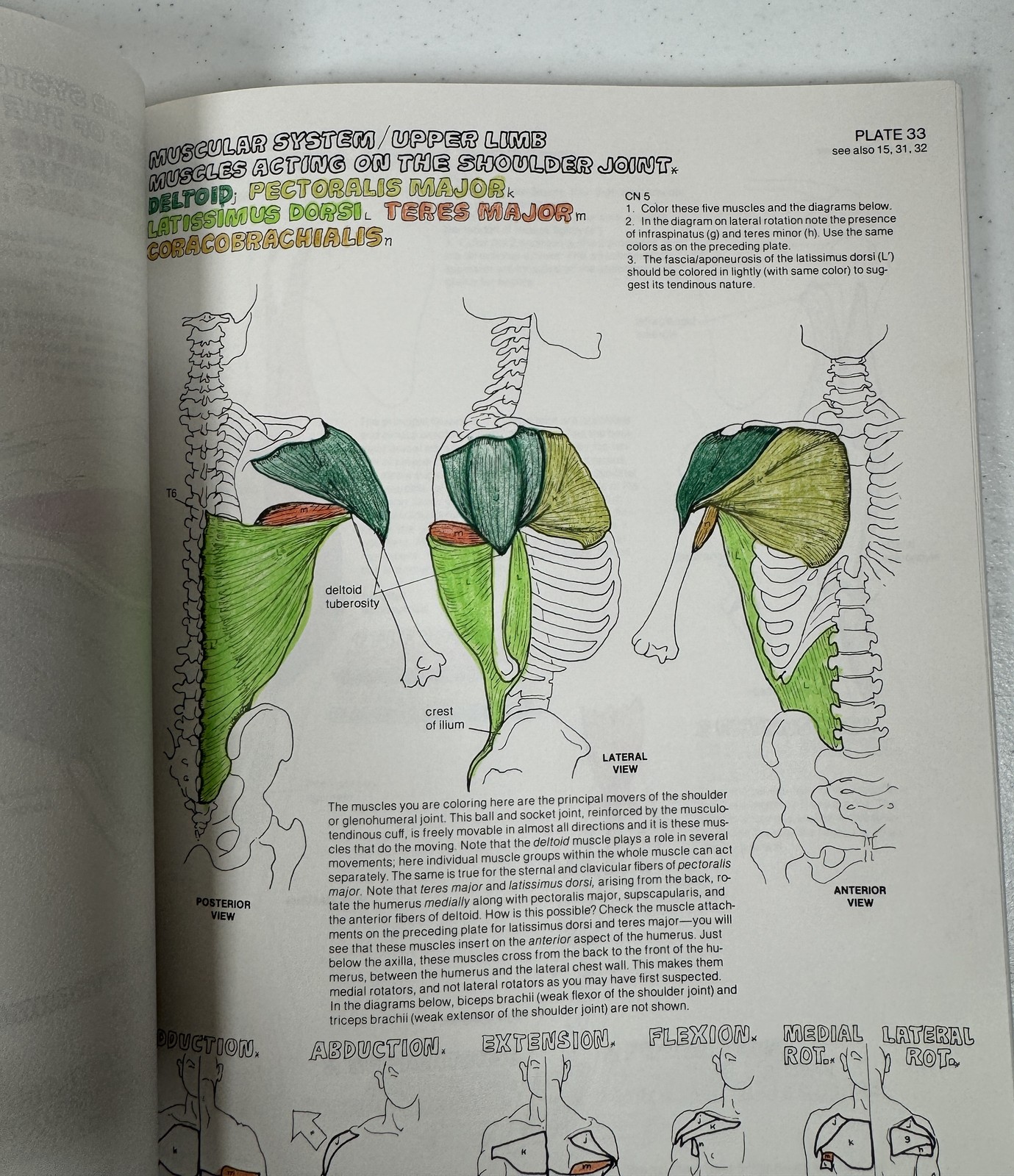 The Anatomy Coloring Book by Kapit & Elson – Vintage Paperback Medical Study Aid