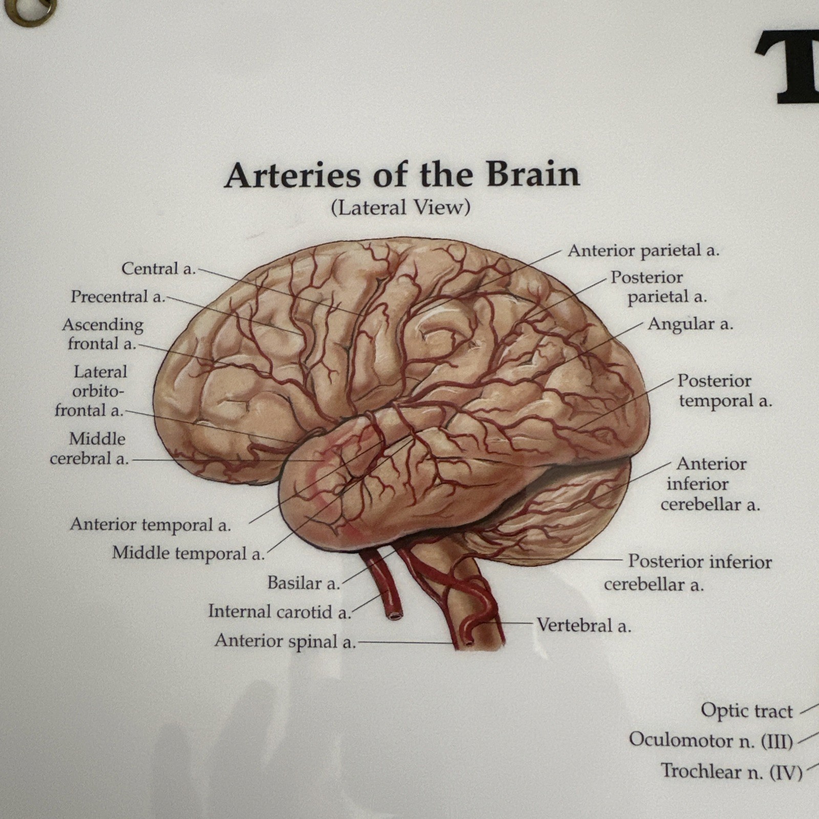 The Brain 3D Raised Relief Chart by Anatomical Chart Company (2004, Wallchart)