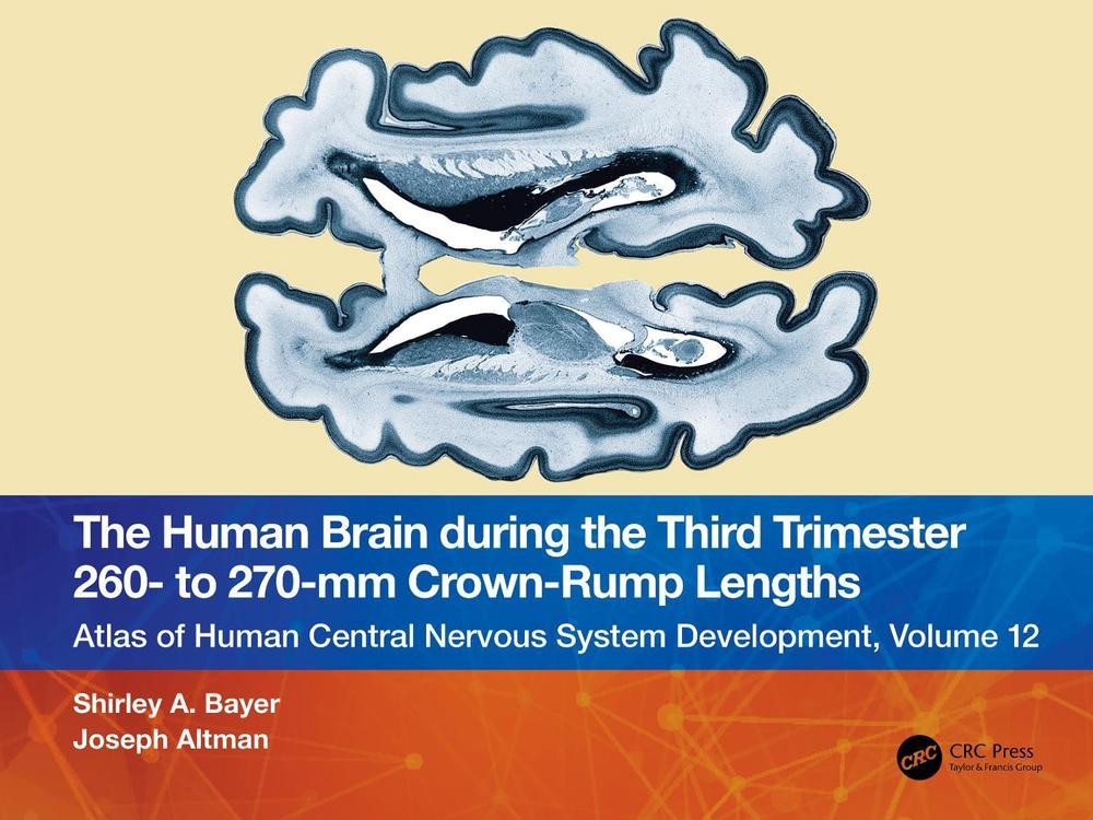The Human Brain during the Third Trimester 260- to 270-mm Crown-Rump Lengths: At