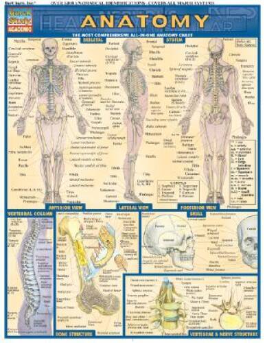 Anatomy (Quickstudy: Academic) – Pamphlet By BarCharts, Inc. – VERY GOOD