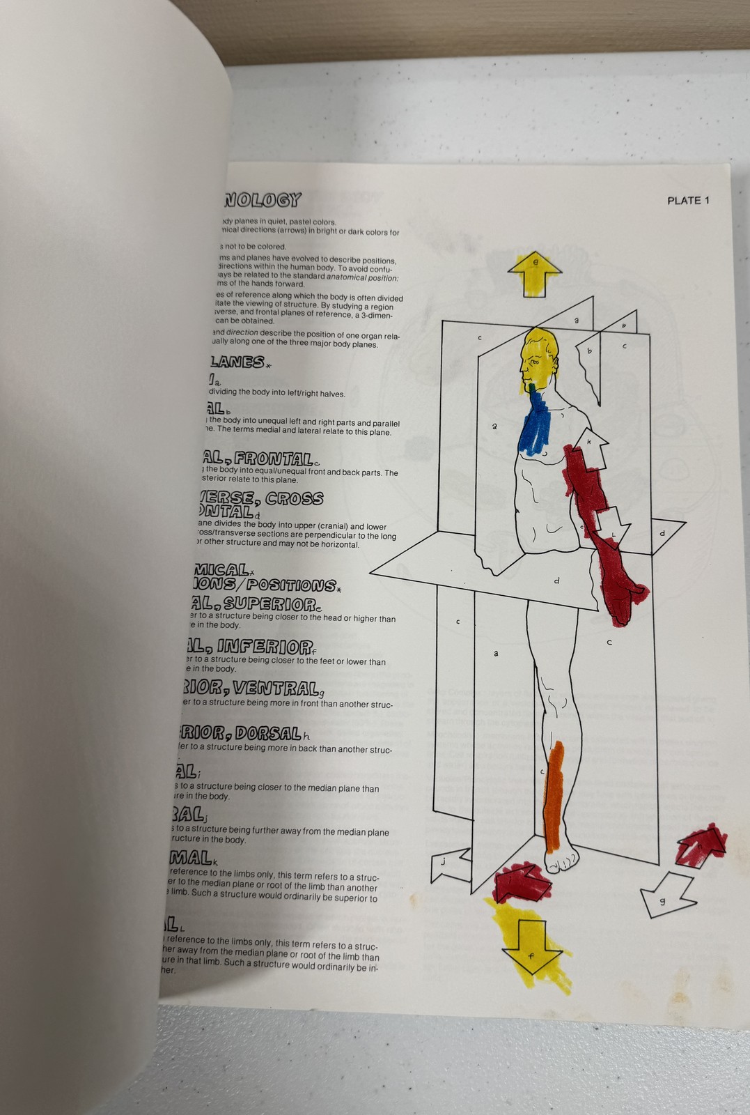 The Anatomy Coloring Book by Kapit & Elson – Vintage Paperback Medical Study Aid