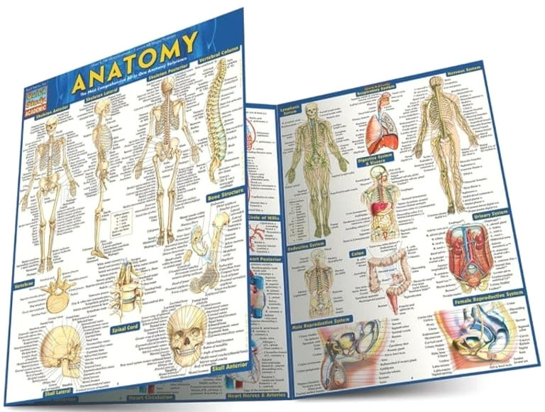 NEW QuickStudy | Anatomy Laminated Tri-Fold Study Guide *SALE $3* FAST SHIPPING!