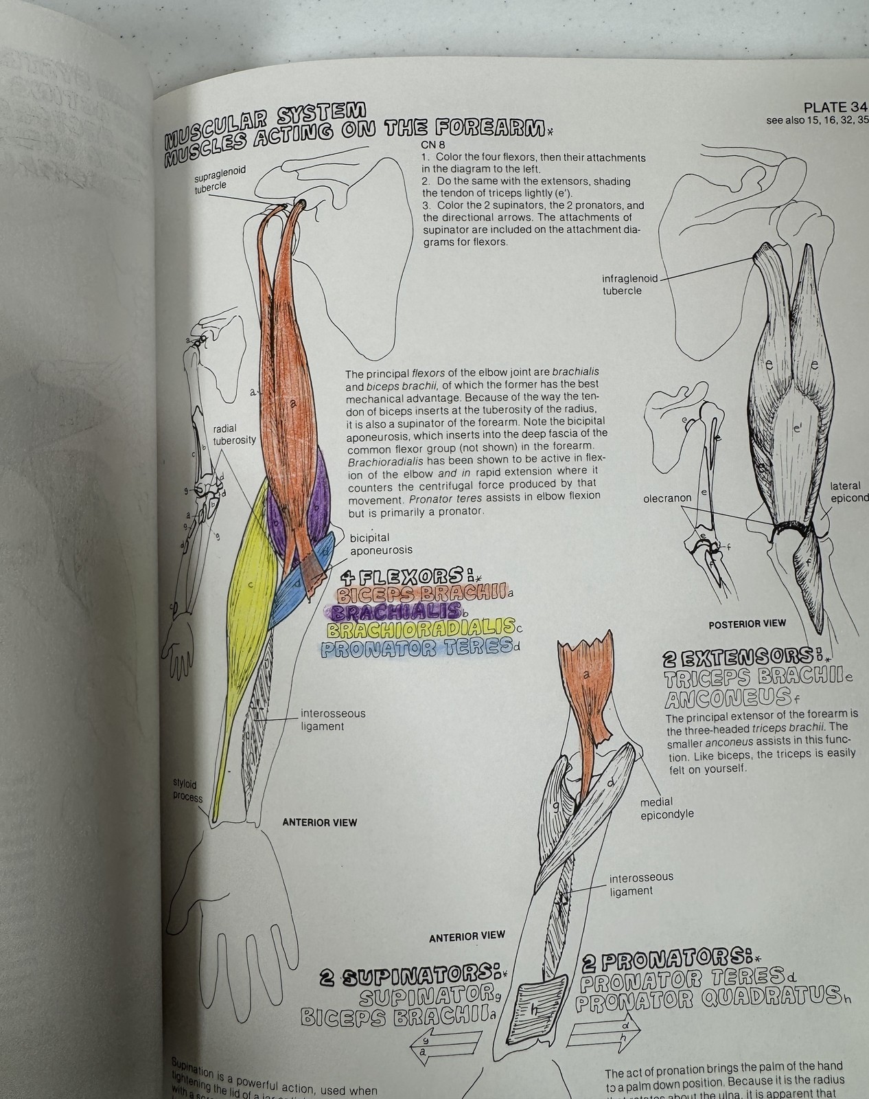 The Anatomy Coloring Book by Kapit & Elson – Vintage Paperback Medical Study Aid
