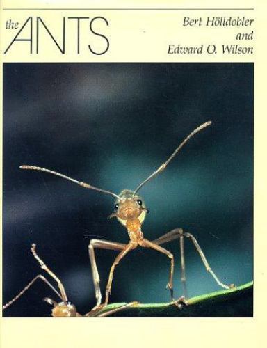 The Ants by