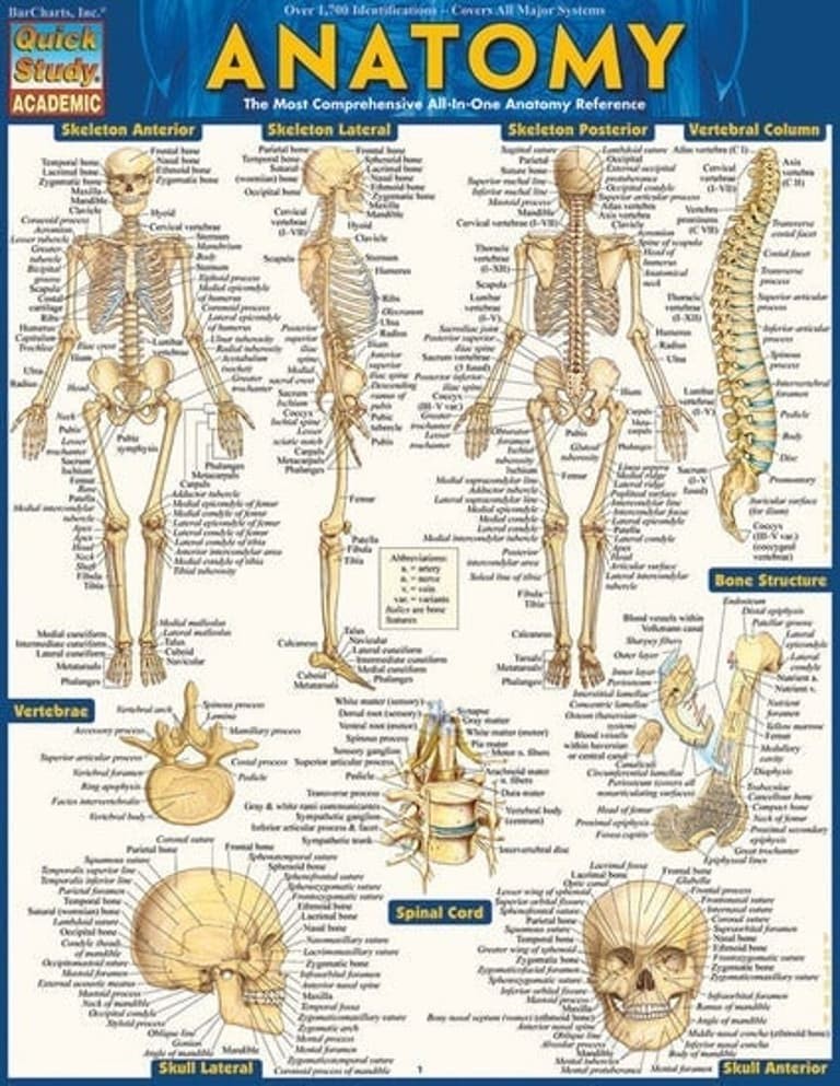 NEW QuickStudy | Anatomy Laminated Tri-Fold Study Guide *SALE $3* FAST SHIPPING!