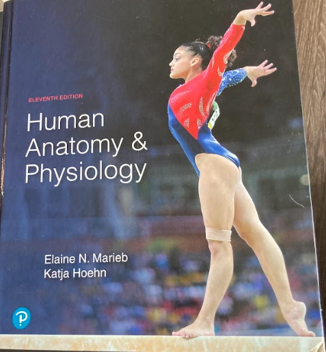 Human Anatomy and Physiology by Elaine Marieb and Katja Hoehn (2018, Hardcover)